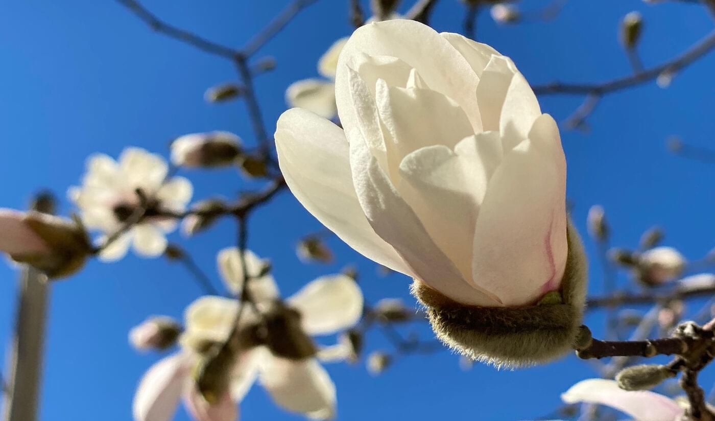 Closeup shot of pink flowers