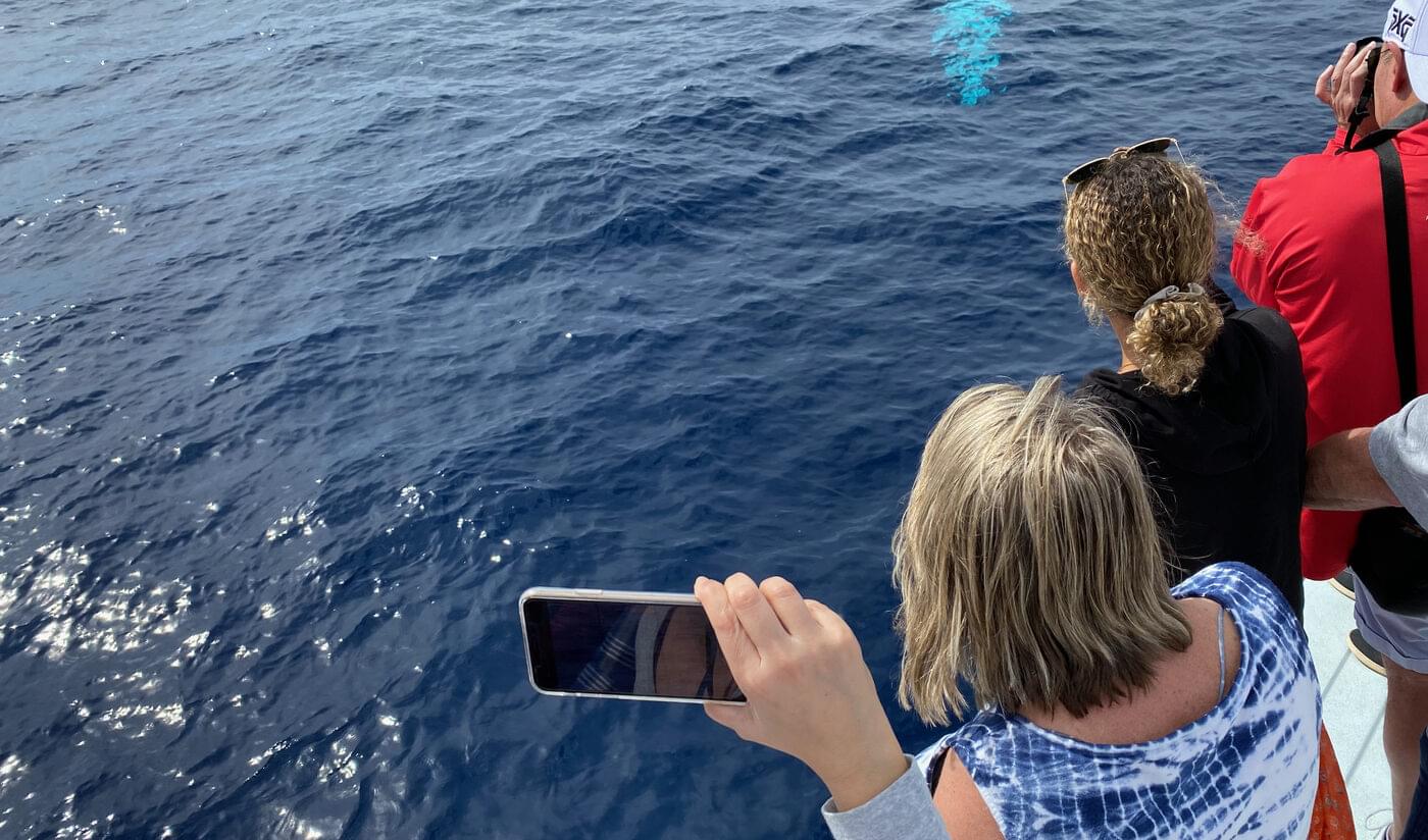 Whale breaching off Maui